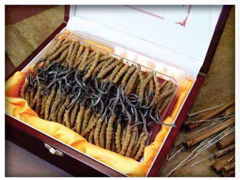 万泉镇冬虫夏草回收